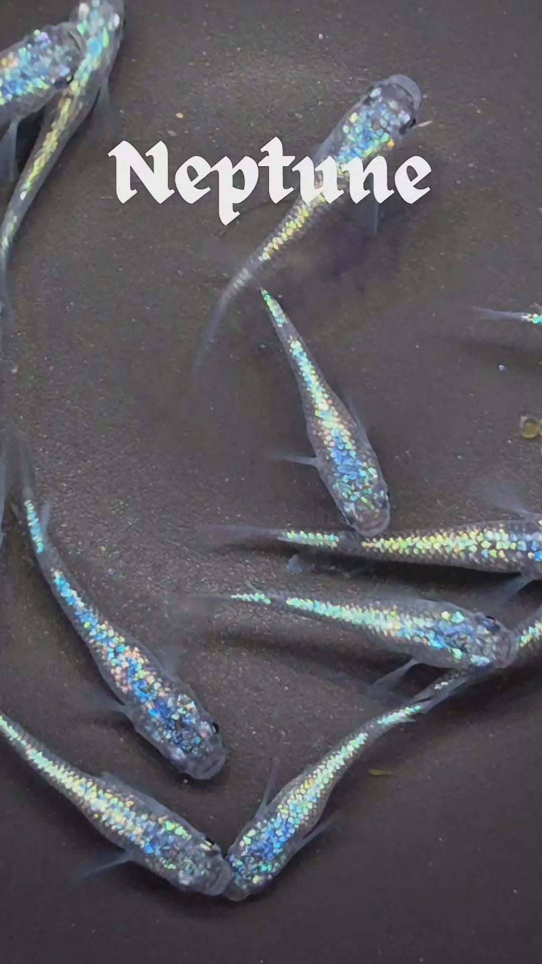 Neptune Medaka – SNR Medaka USA