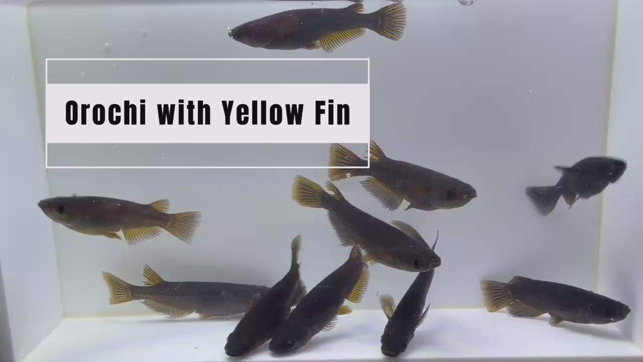 Load video: Orochi with Yellow Fin Medaka
