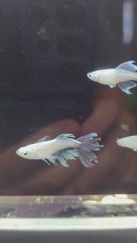 Morpho Kikyou