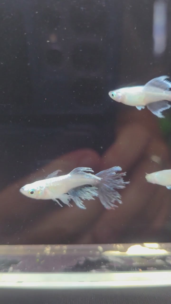 Load video: Morpho Kikyou