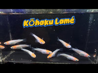 Kohaku Lame Medaka