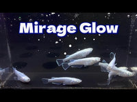 Mirage Glow Medaka