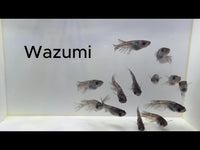 Wazumi Medaka