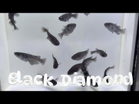 Black Diamond Medaka