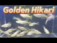 Golden Hikari Medaka