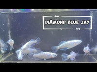 Diamond Blue Jay Medaka