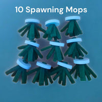 10 Medaka Rice Fish Spawning Bed & Floating Ring Medaka Spawning Substrate Kit