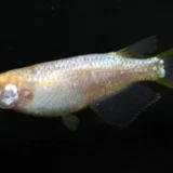 Nabana