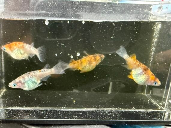 Unshu Tricolor Daruma Medaka Rice Fish 4+1 (DOA) Juvenile US Bred - Image 8