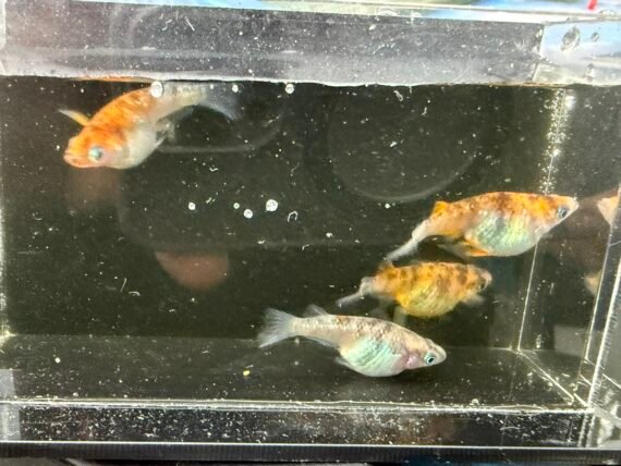 Unshu Tricolor Daruma Medaka Rice Fish 4+1 (DOA) Juvenile US Bred