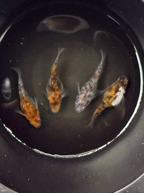 Unshu Tricolor Daruma Medaka Rice Fish 4+1 (DOA) Juvenile US Bred - Image 5