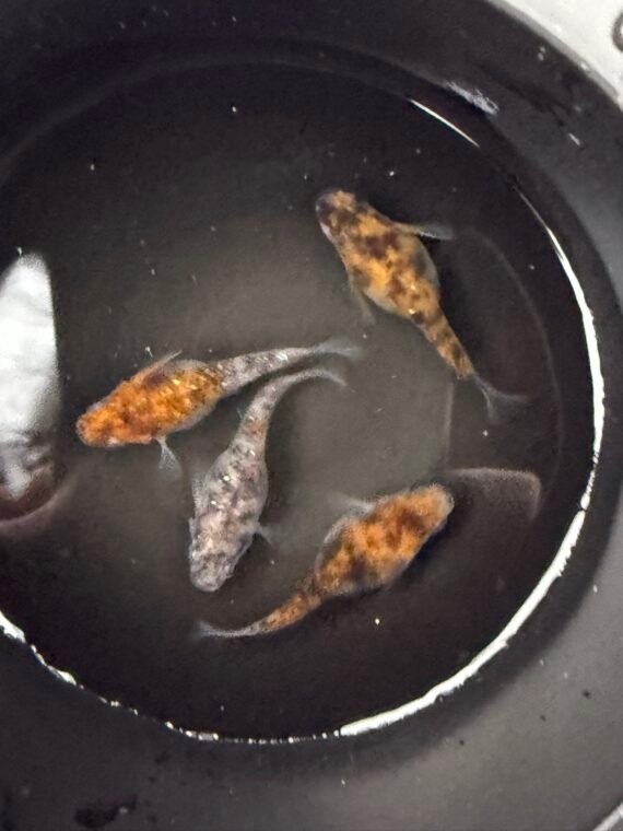 Unshu Tricolor Daruma Medaka Rice Fish 4+1 (DOA) Juvenile US Bred - Image 4