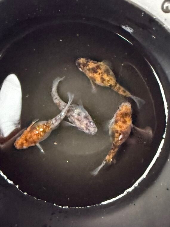 Unshu Tricolor Daruma Medaka Rice Fish 4+1 (DOA) Juvenile US Bred - Image 3