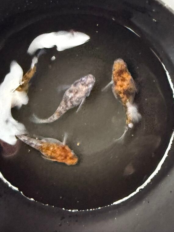 Unshu Tricolor Daruma Medaka Rice Fish 4+1 (DOA) Juvenile US Bred - Image 2