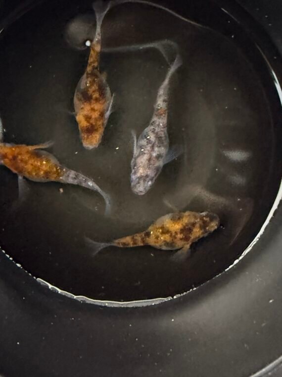 Unshu Tricolor Daruma Medaka Rice Fish 4+1 (DOA) Juvenile US Bred - Image 6