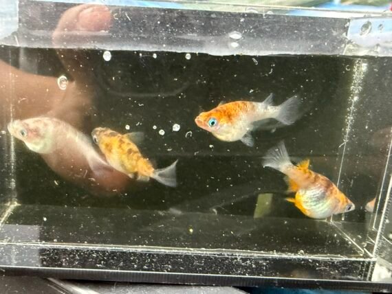Unshu Tricolor Daruma Medaka Rice Fish 4+1 (DOA) Juvenile US Bred - Image 12