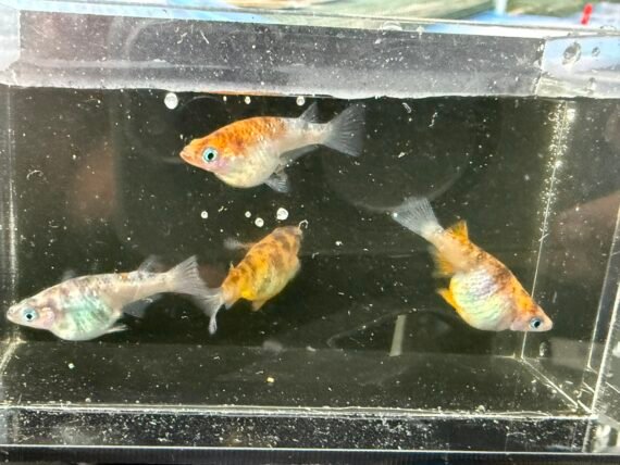 Unshu Tricolor Daruma Medaka Rice Fish 4+1 (DOA) Juvenile US Bred - Image 11