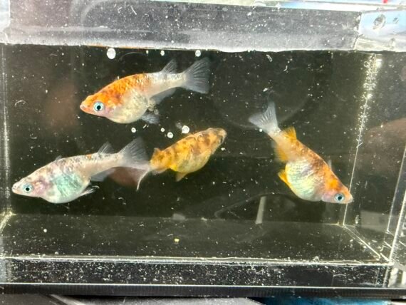 Unshu Tricolor Daruma Medaka Rice Fish 4+1 (DOA) Juvenile US Bred - Image 10