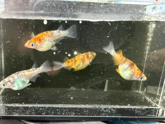Unshu Tricolor Daruma Medaka Rice Fish 4+1 (DOA) Juvenile US Bred - Image 9